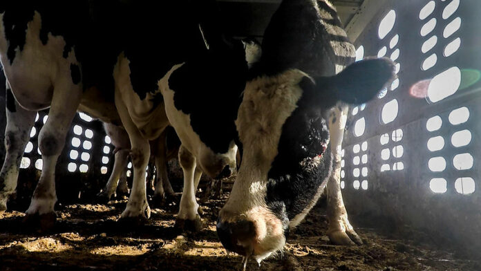 52327536634_c7de958a84_c-696x392