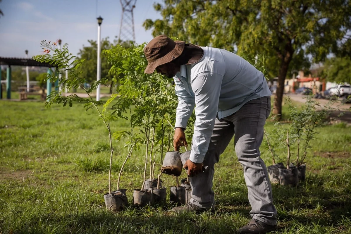 Diputado convoca a un arboltón en sinaloa