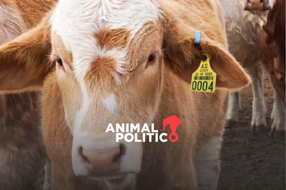 EU-mantiene-suspension-a-importaciones-del-ganado-mexicano