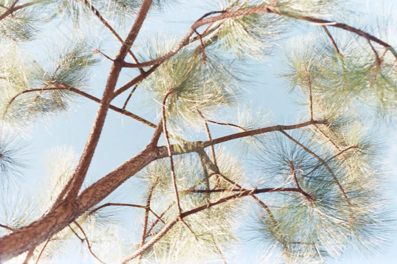 Reserva La Chara Pinta El Palmito - Davir Lara (1)