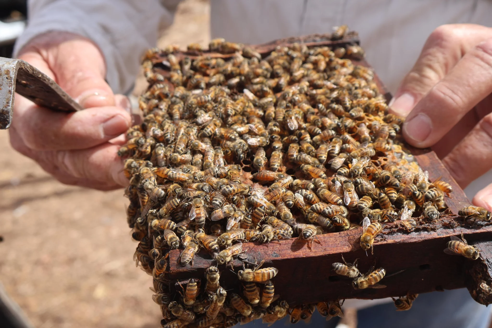 Apicultor Manuel Sosa reproducción de abeja reina