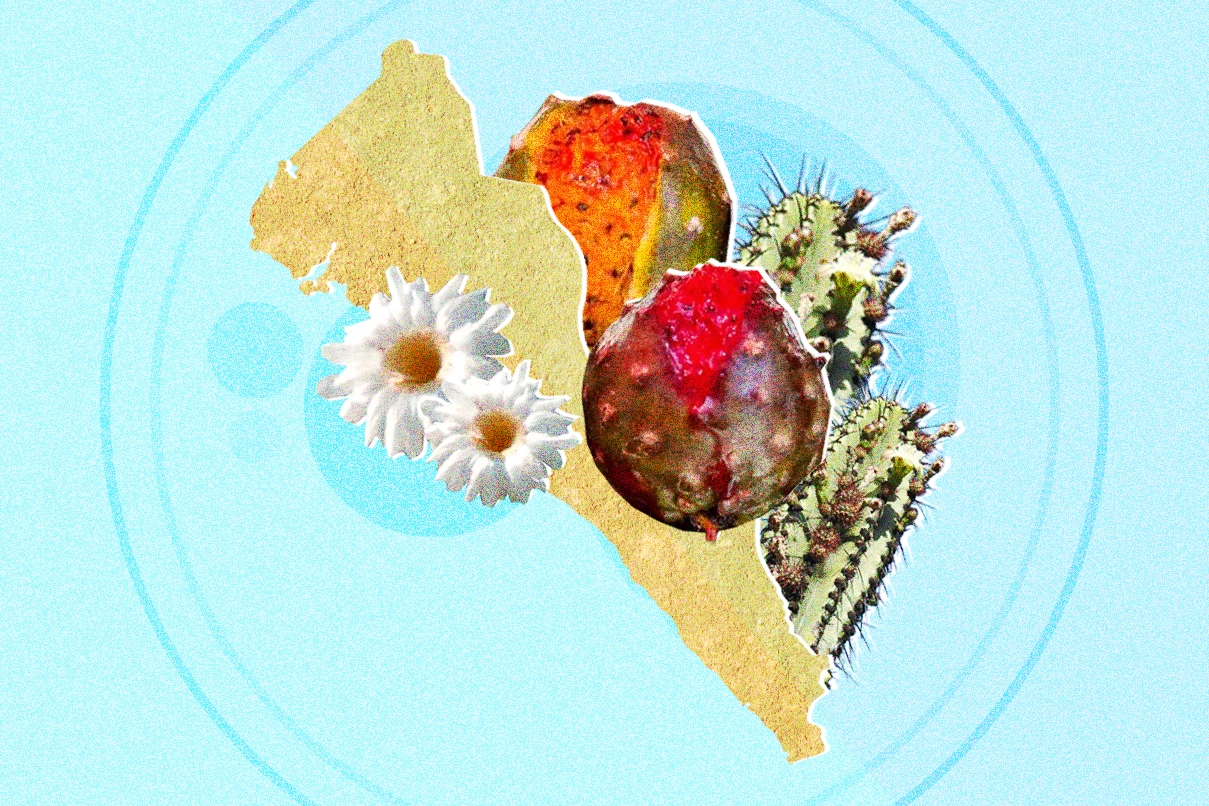 pitahaya-cultura-sinaloense