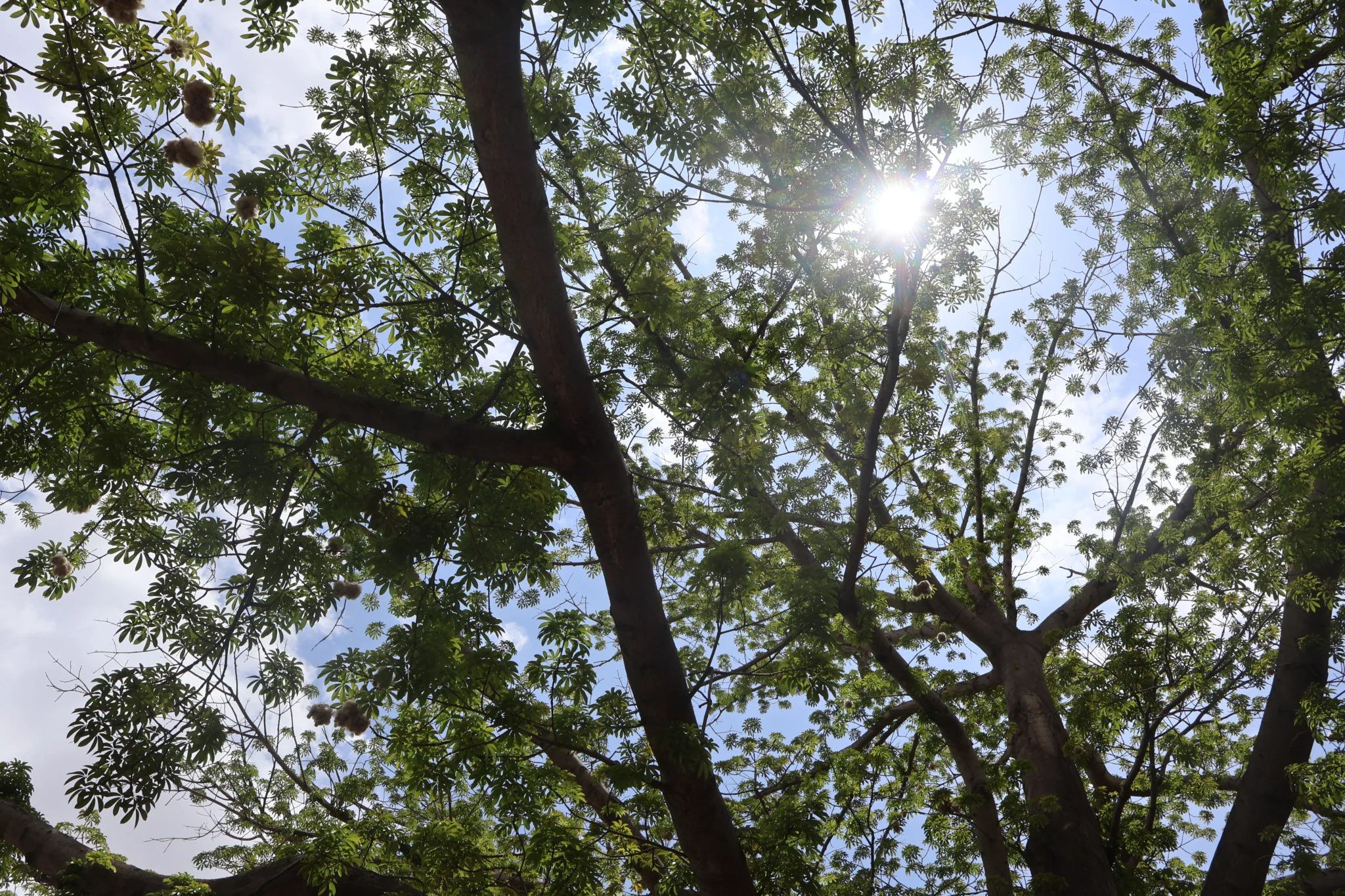 Ceiba Plaza Ceiba (8)