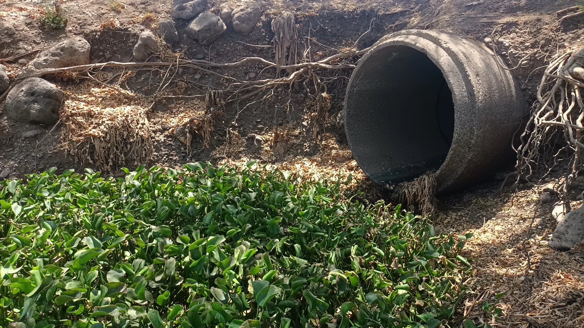 Descarga de aguas residuales en el rio Humaya, en Culiacán.