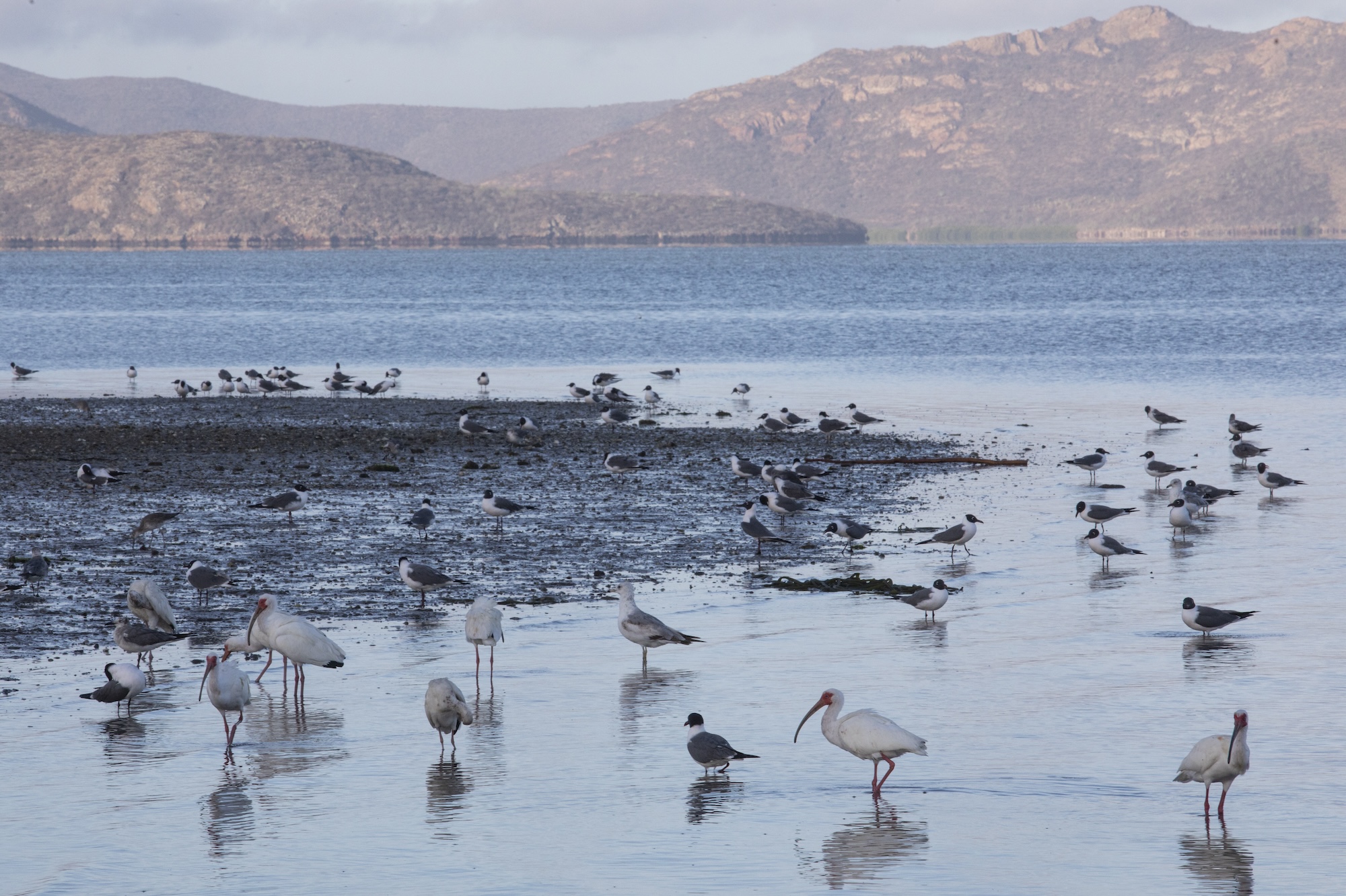 Las playas que rodean a la Bahía de Ohuira son refugio de aves residentes y migratorias.