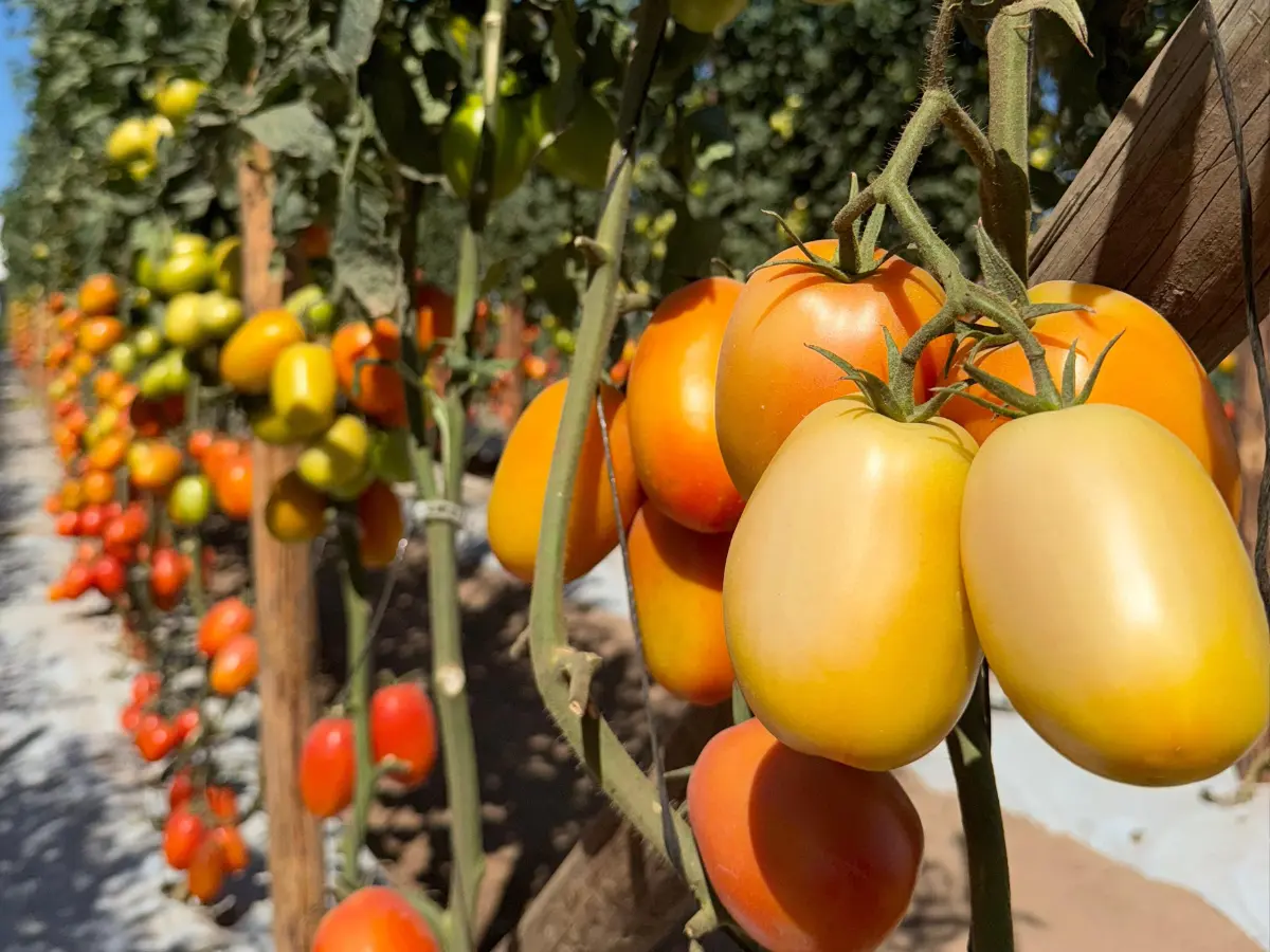 El presidente de la AARC advierte que un arancel del 17.09% al tomate mexicano afectaría la inversión extranjera, encarecería el producto y reduciría la producción en Sinaloa.