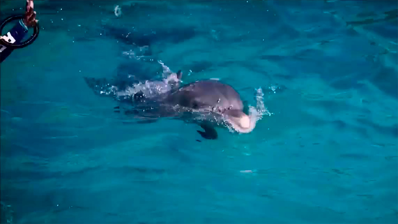 expertos-delfinarios-debaten-problematica-traera