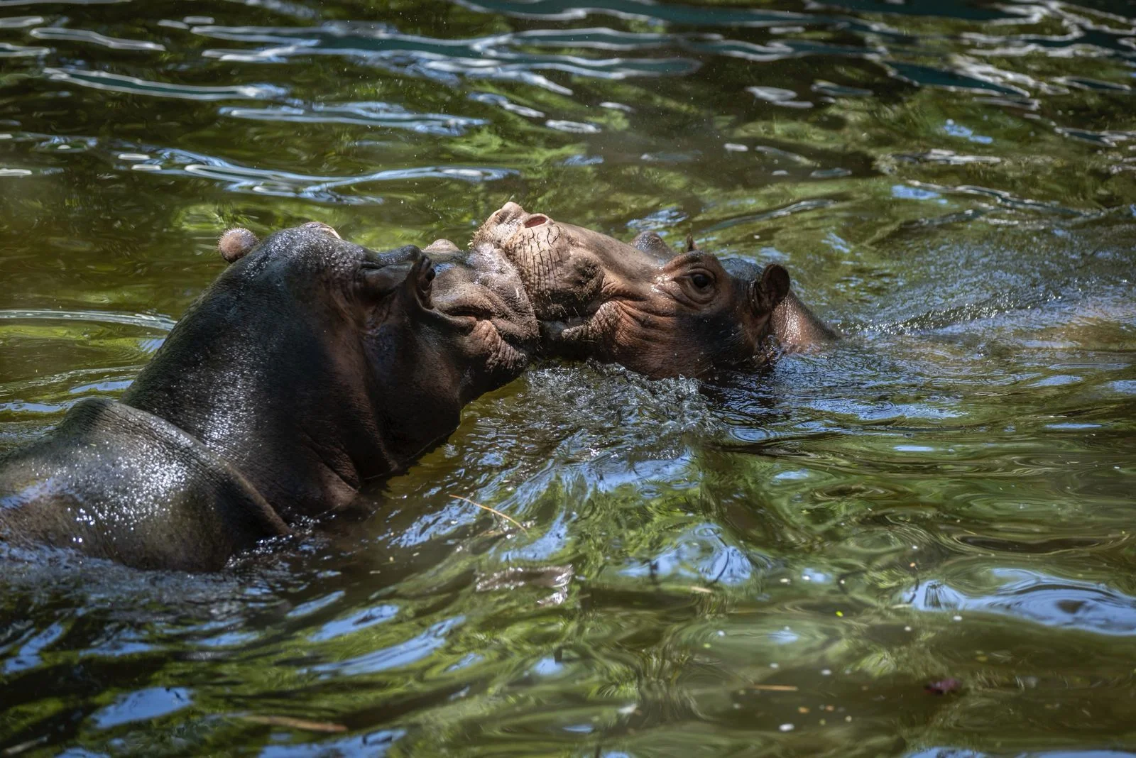 hipopotamos zoologico (2)