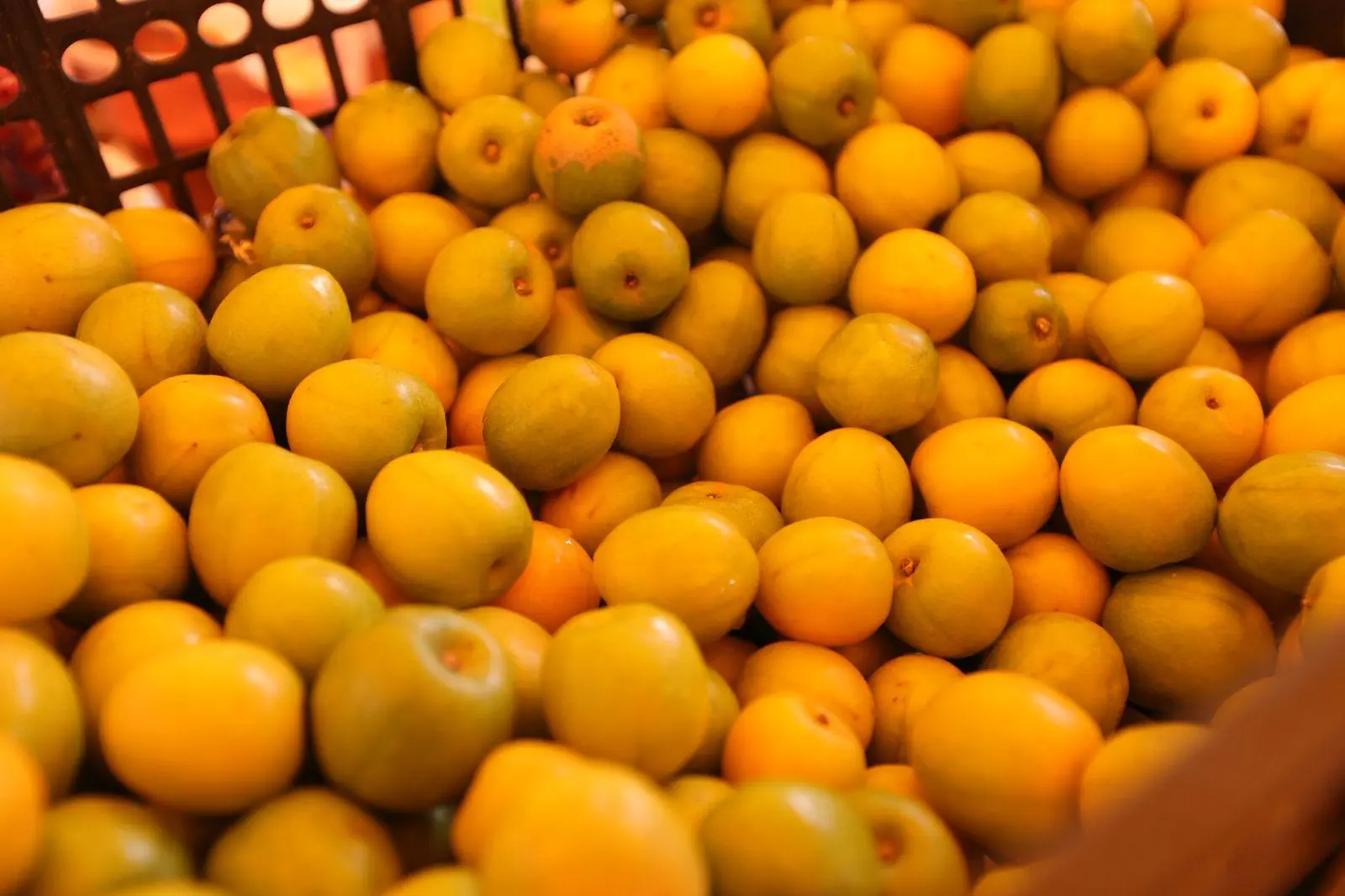 Por primera vez en Concordia, el gobierno estatal otorga apoyos directos a productores de ciruela para mejorar su cosecha, comercialización y condiciones del campo.