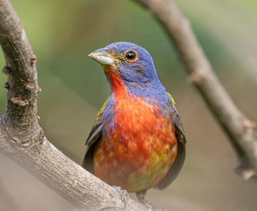 Colorín sietecolores (Passerina ciris) - Brayan Artigas