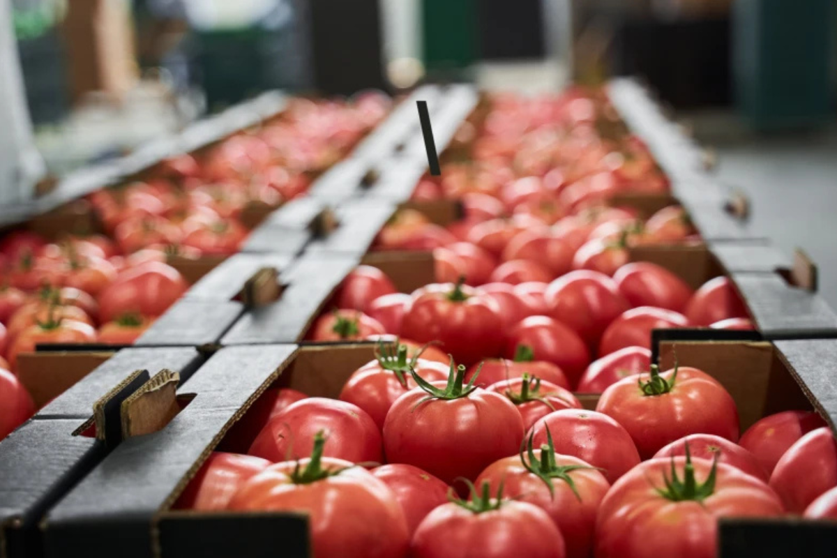 El 14 de julio vence el Acuerdo de Suspensión del Tomate entre México y EE.UU., lo que podría activar un arancel del 21% y poner en riesgo 50 mil empleos en Texas y Arizona, según legisladores republicanos.