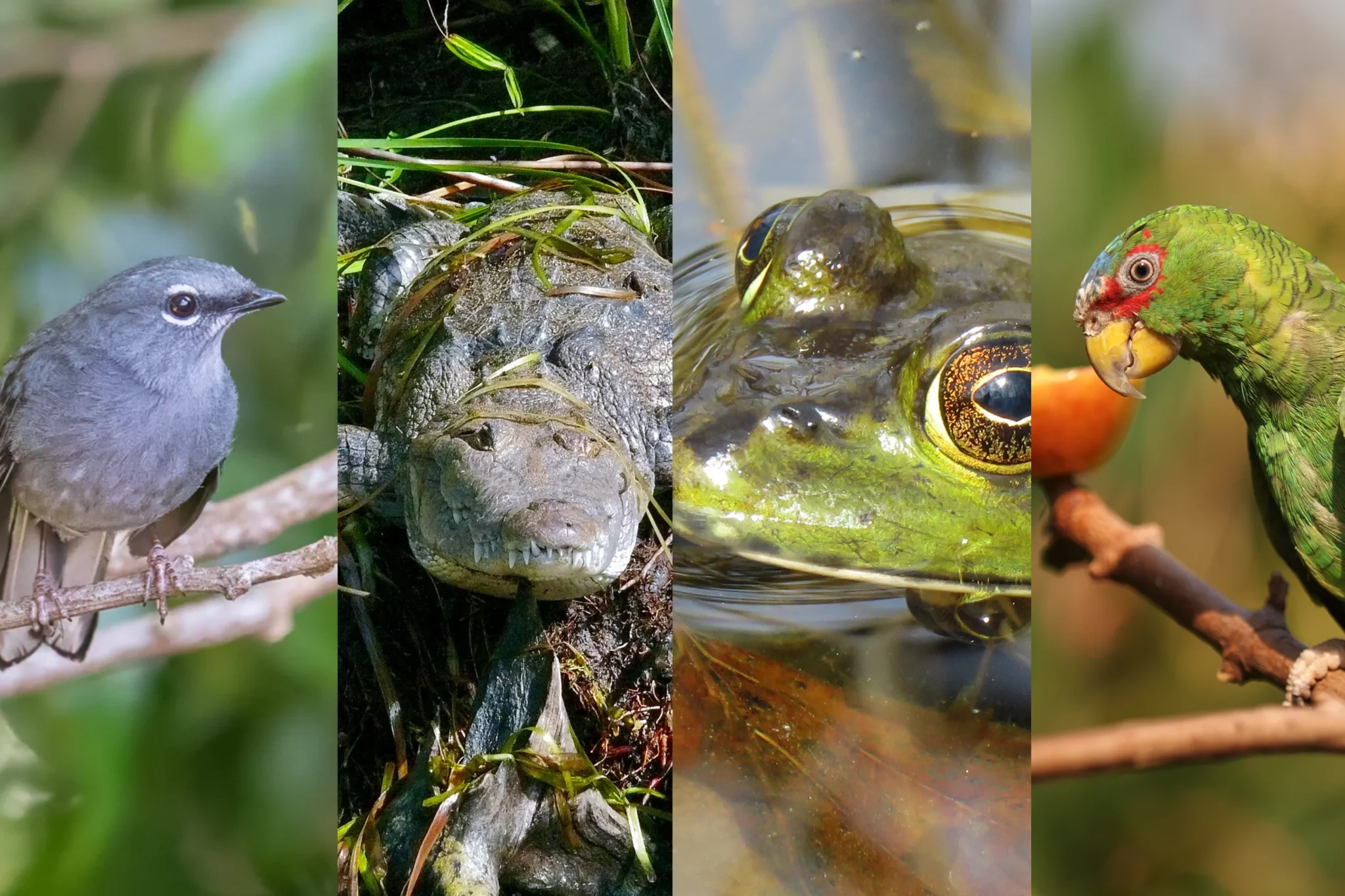 especies mas traficadas sinaloa