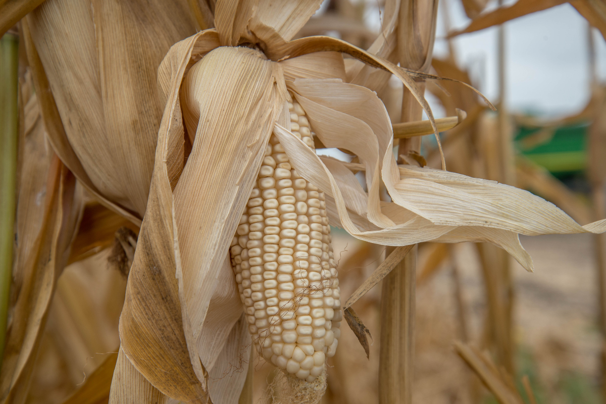 La entrada masiva de maíz blanco desde EE.UU. desplaza al nacional: más barato, transgénico y con efectos negativos para agricultores mexicanos.