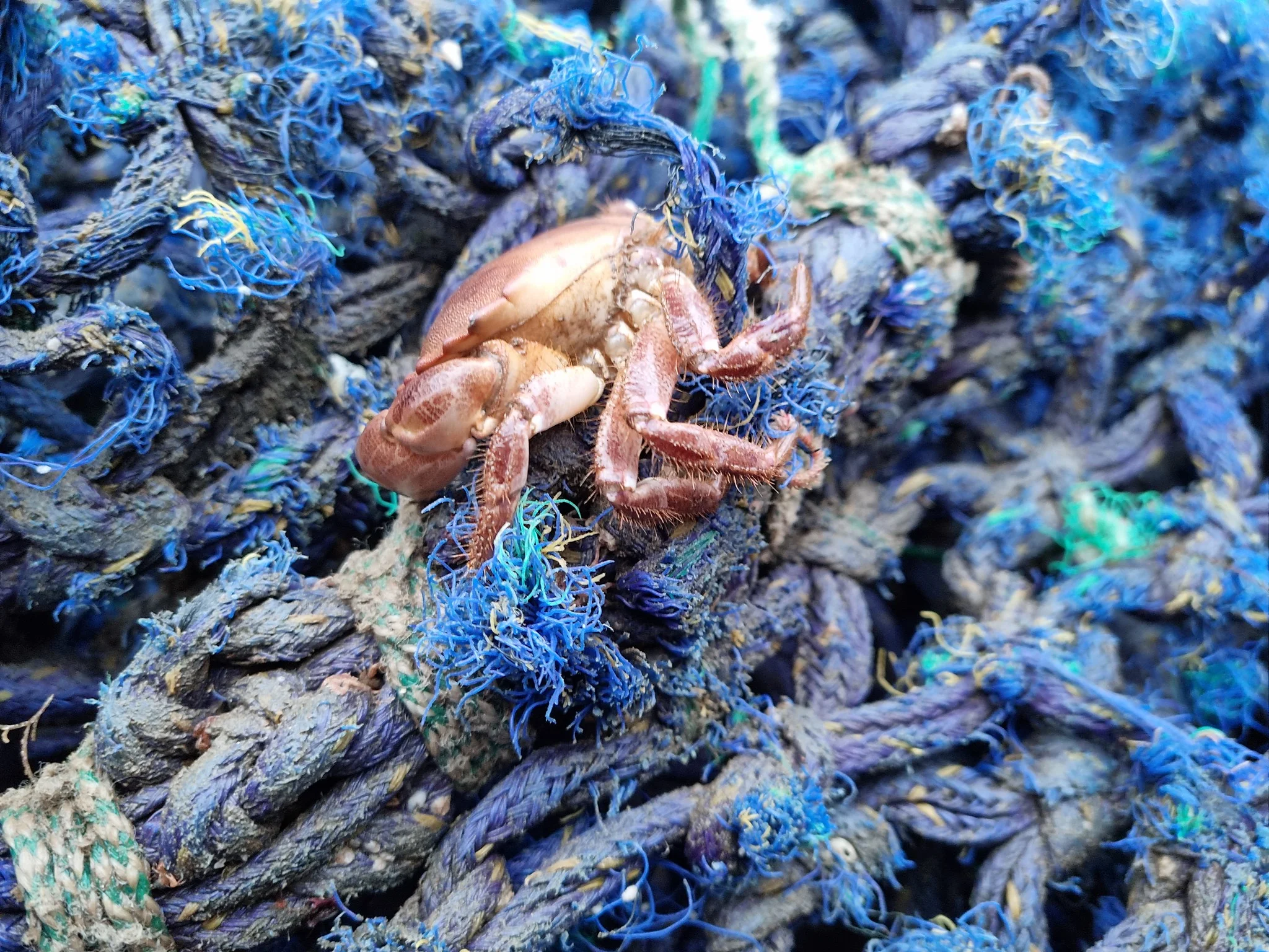 red fantasma red de pesca (1)