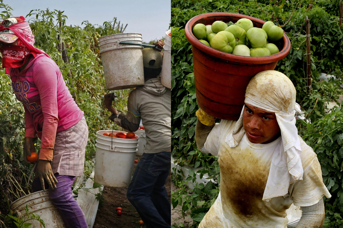 La batalla comercial por el tomate revela diferencias clave: en Sinaloa se cultiva en invernaderos, se madura en planta y se vende más barato. EE.UU. impone tarifas, pero el consumidor sigue eligiendo.