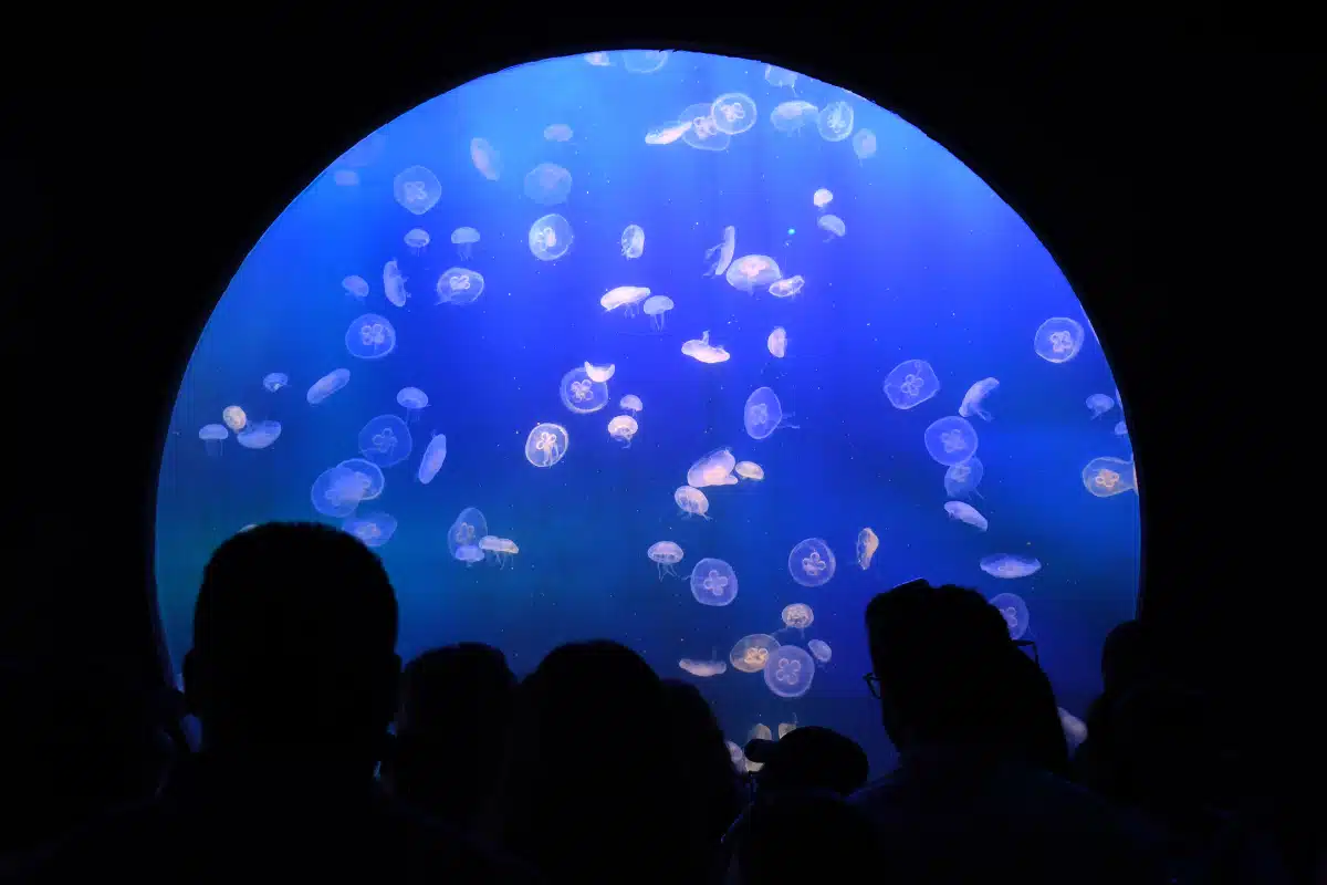 La crisis de violencia en Sinaloa impacta al turismo de Mazatlán y al Gran Acuario Mar de Cortés, que sin apoyo público lidia con gastos enormes y caída de visitantes en 2025.