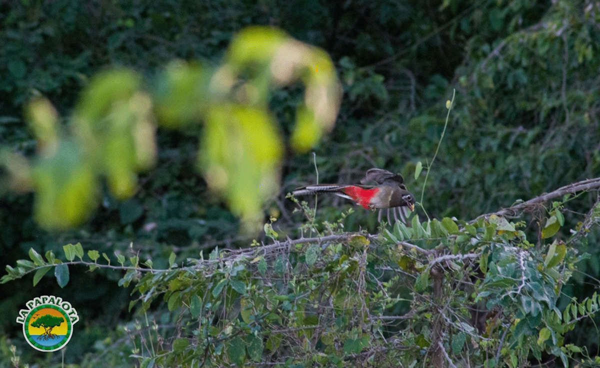 ave-lla-papalota-web