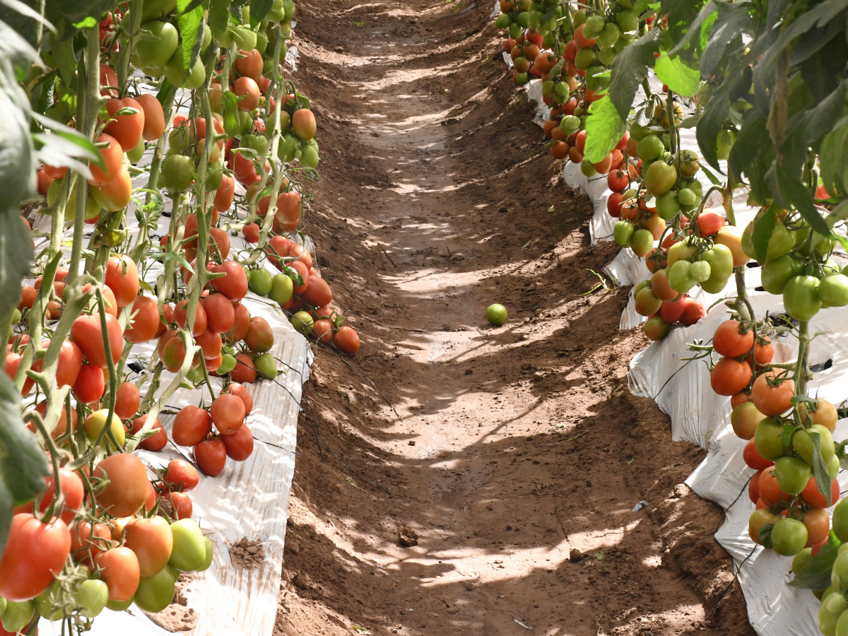 Con aranceles vigentes al tomate, líderes agrícolas ven en la manufactura y diversificación de exportaciones la clave para sostener la competitividad de Sinaloa.