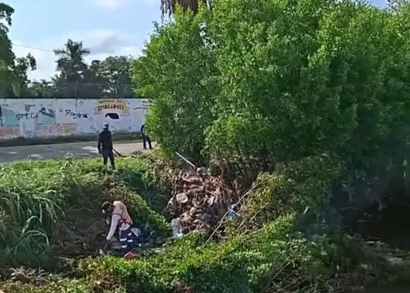 tala de manglar 16 de agosto mazatlan arroyo jabalines (1)