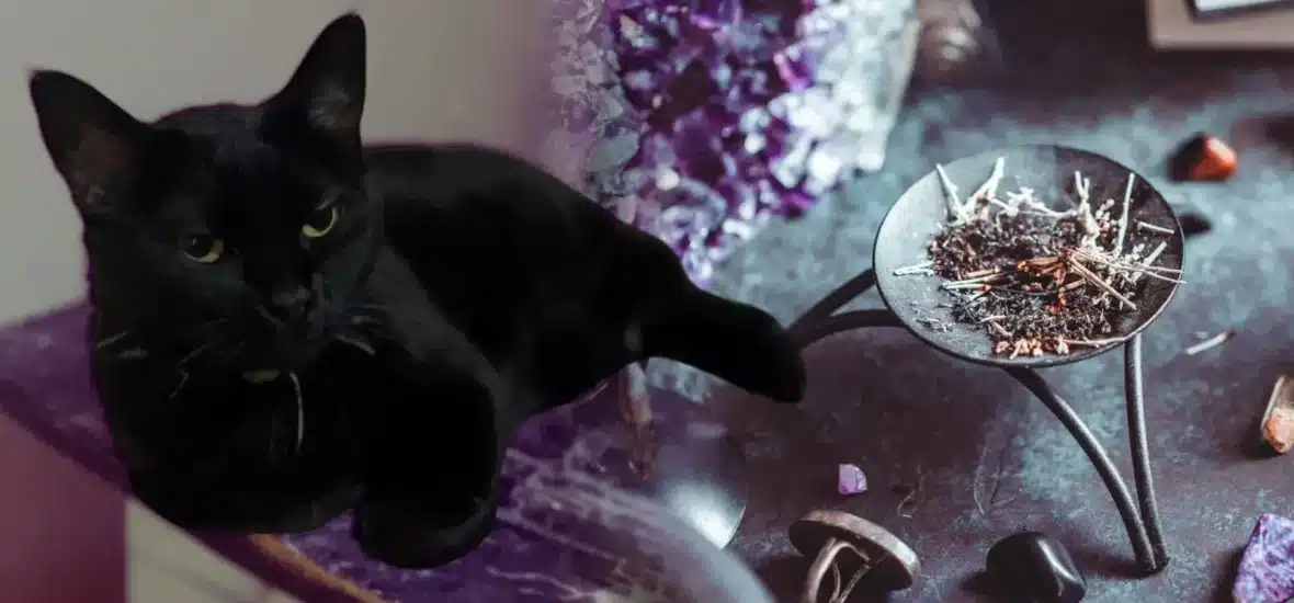 PORTADAS-GATO-NEGRO-1180x550