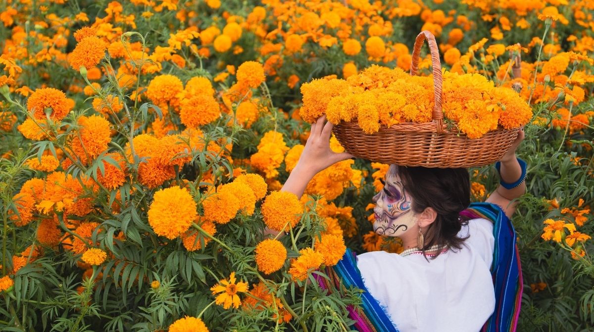 campos-cempasuchil-visitar-dia-muertos