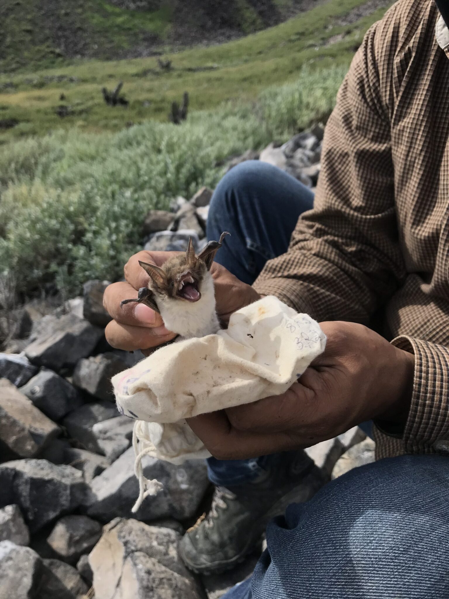 El murciélago pescador (Myotis vivesi) ha sido registrado en más de 45 islas e islotes del Golfo de California. Sin embargo, isla Partida Norte alberga la colonia más grande conocida.