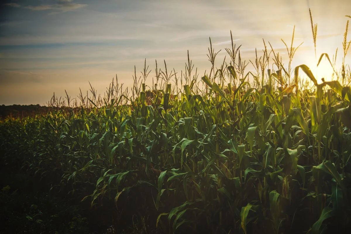agricultura-sinaloa-permisos-unicos-de-siembra-2025-2026