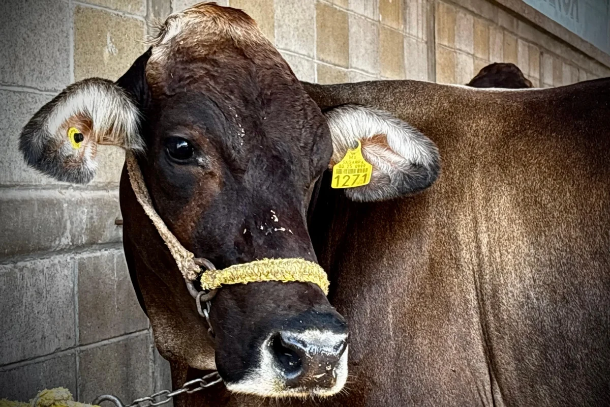 programa-ganado-badiraguato-sinaloa