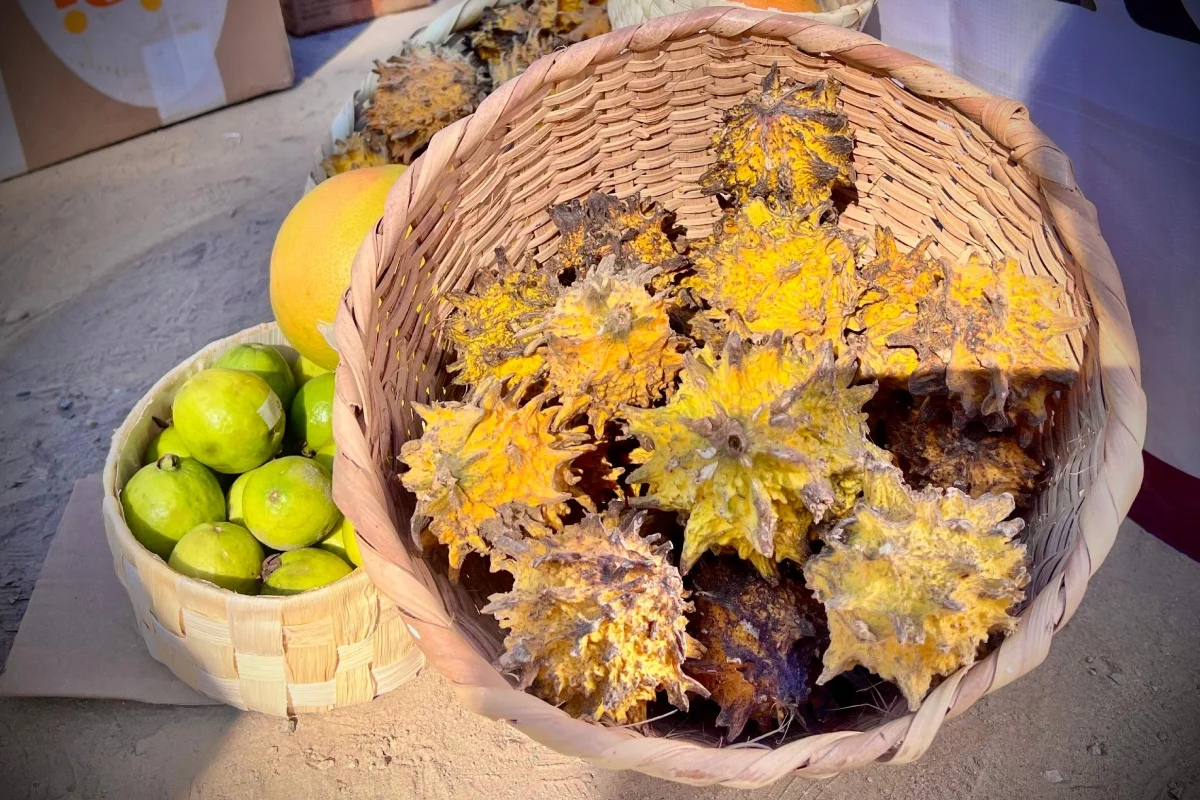 papache-badiraguato-fruto-silvestre