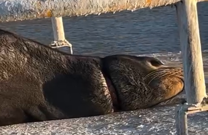 Screenshot_2026-01-19-13-40-30-31_6012fa4d4ddec268fc5c7112cbb265e7