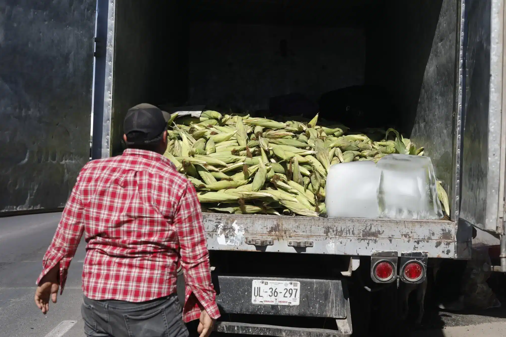 Cae precio del maíz por producción superior a lo esperado en Estados Unidos.