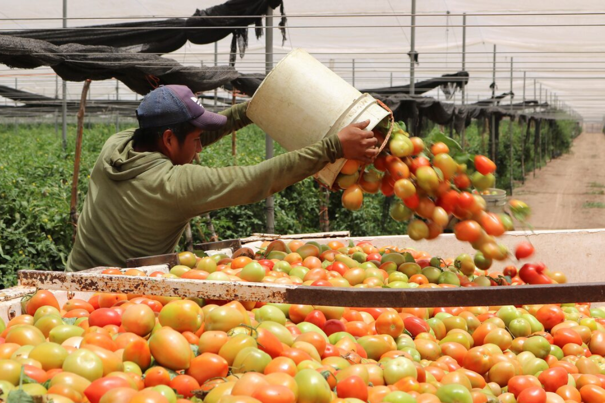 Las exportaciones agrícolas de Sinaloa disminuyen en 2025 por las tarifas al tomate mexicano luego del fin del acuerdo comercial con Estados Unidos