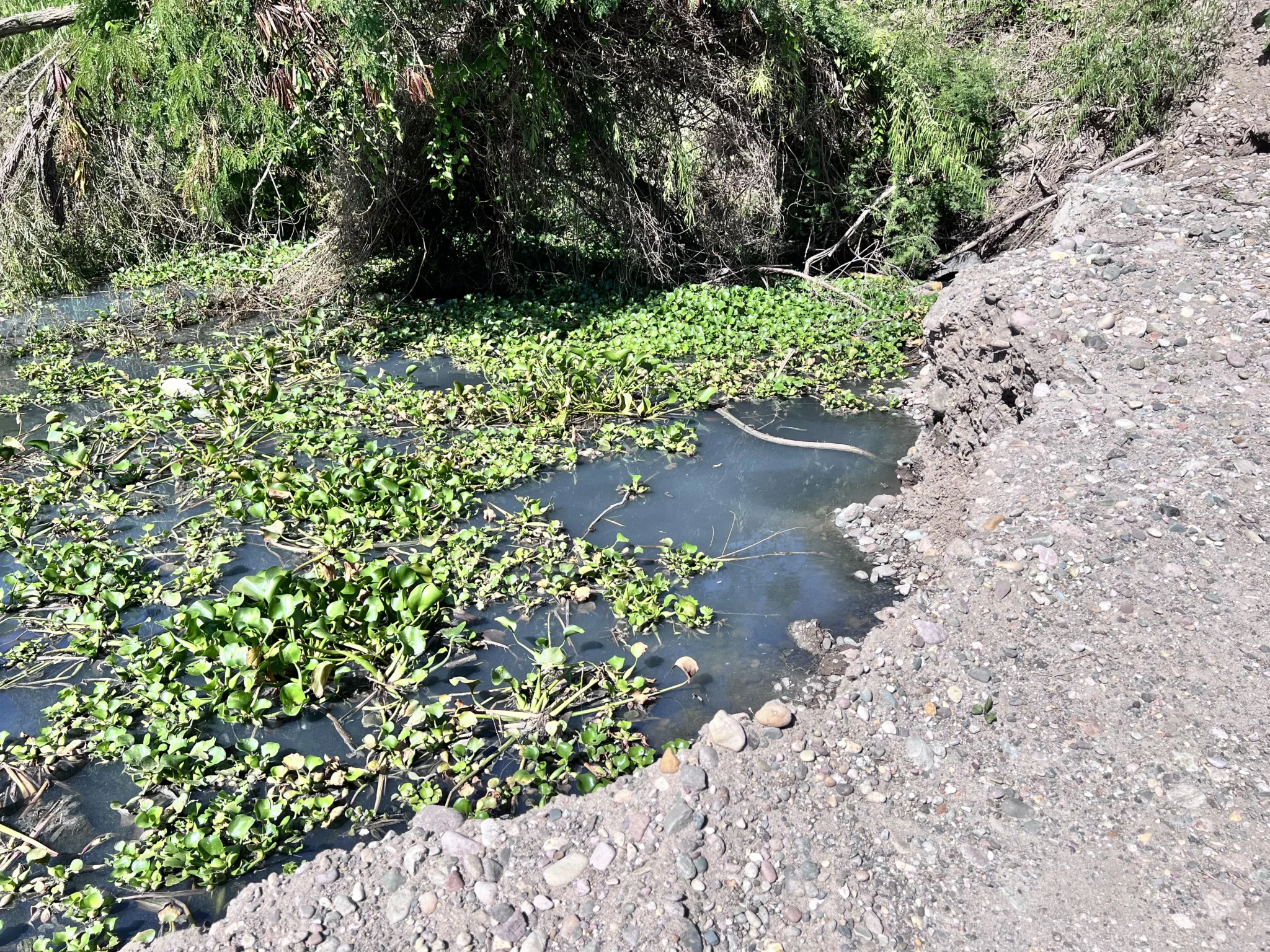 El río Culiacán muestra afectaciones por aguas negras.