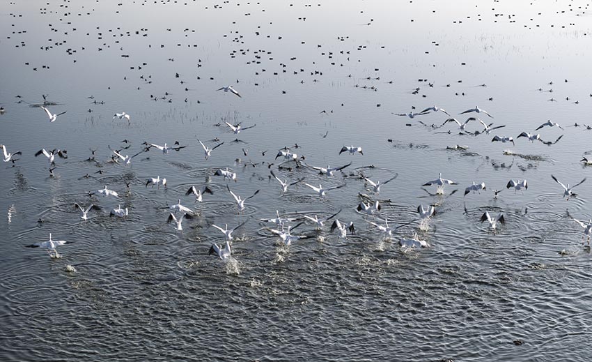 Pelicanos-garzas_Duilio_Rodriguez_Teccoco