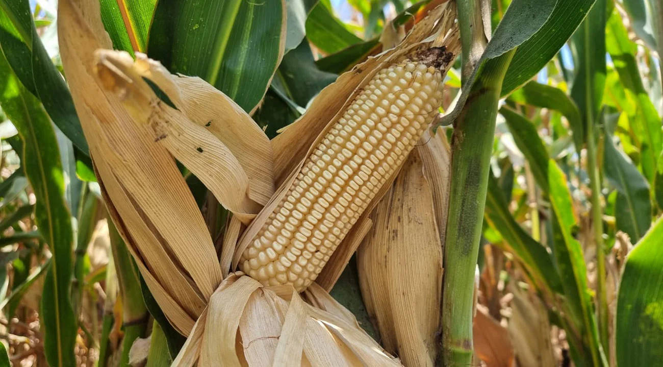 Productores de maíz en Sinaloa abandonan la siembra ante la crisis agrícola. CAADES alerta que sin apoyo federal, más agricultores perderán su patrimonio y dejarán el campo.