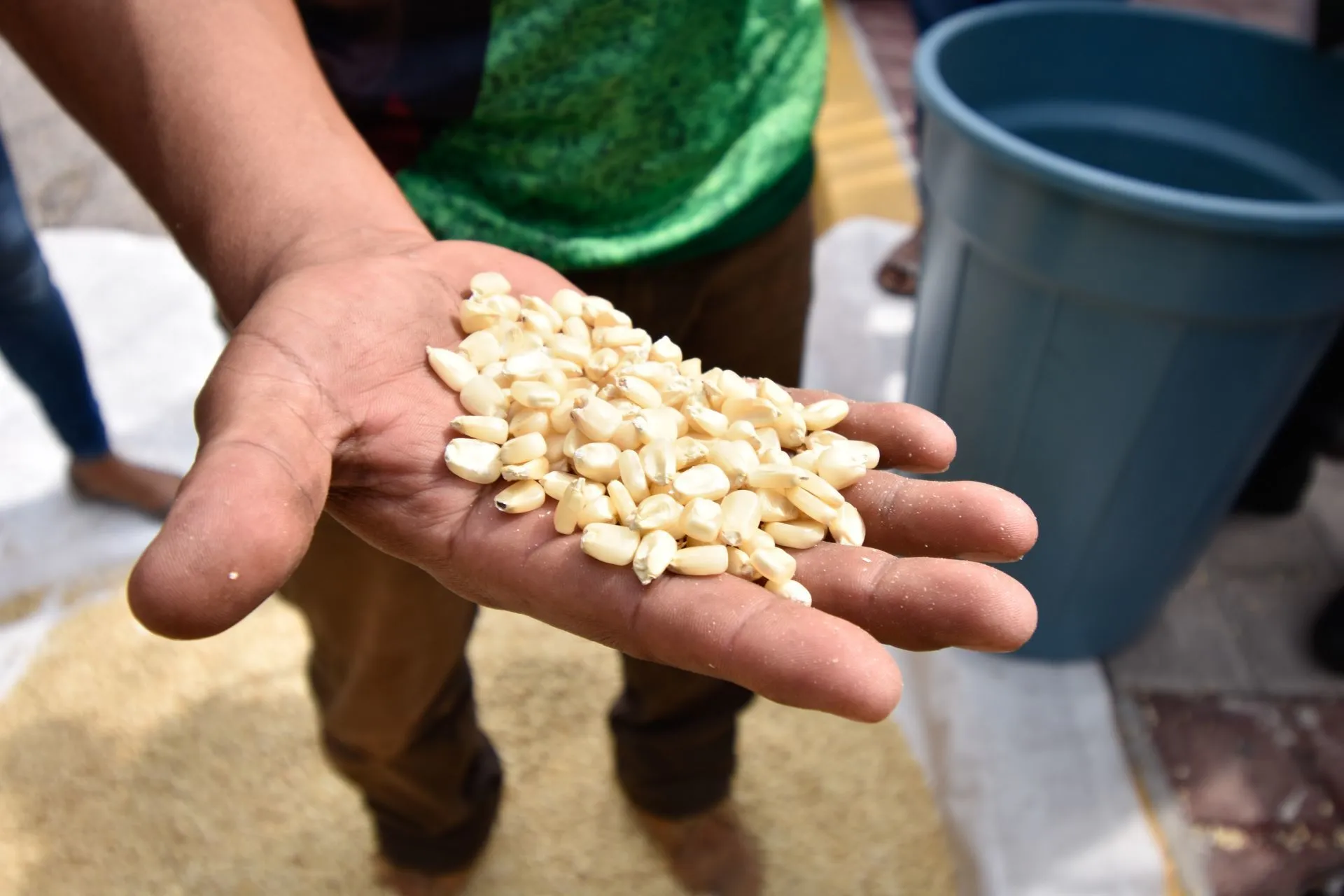 GCMA prevé sobreproducción de maíz en Sinaloa, precios internacionales bajos y mayor dependencia de importaciones ante la falta de un ingreso garantizado.