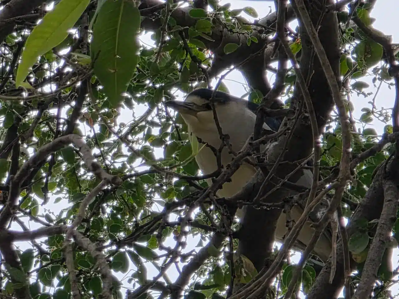 Garza nocturna captada durante una observación de aves en el Parque Las Riberas.